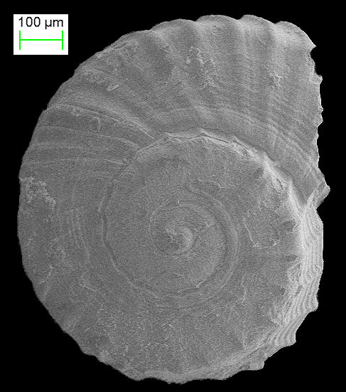 Cyclostremiscus euglyptus Aguayo and Borro, 1946